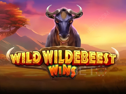 Wild Wildebeest Wins ডেমো